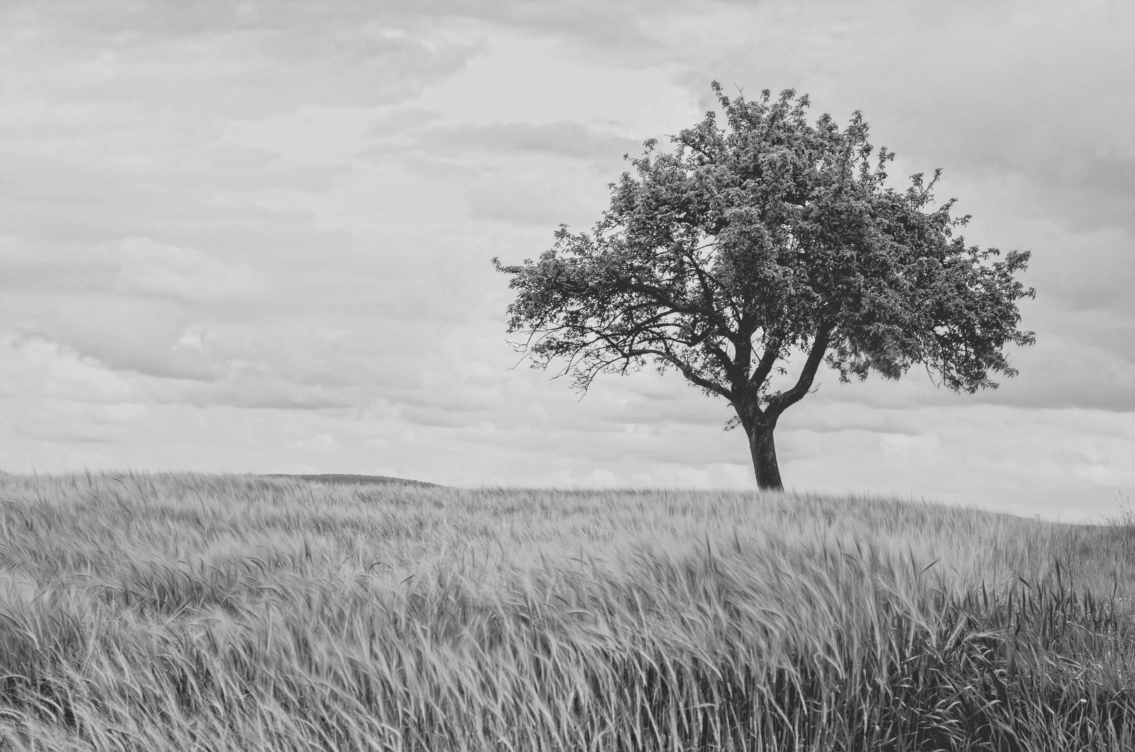 A tree in a grassy field