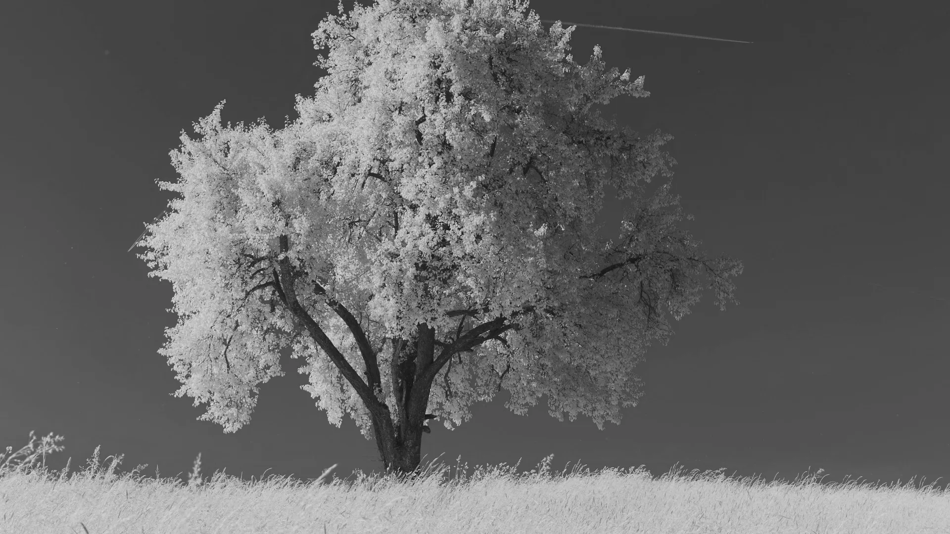 A tree in a grassy field